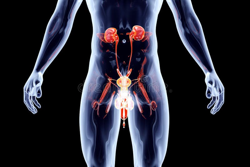 Internal Organs - Urinary System With Genitals Stock Illustration