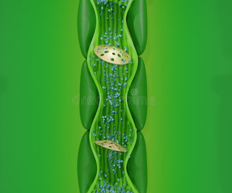 Internal phloem structure from the stem plant