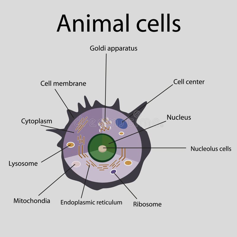 The Internal Structure of an Animal Cell Stock Vector - Illustration of  biotechnology, mitochondria: 53377158