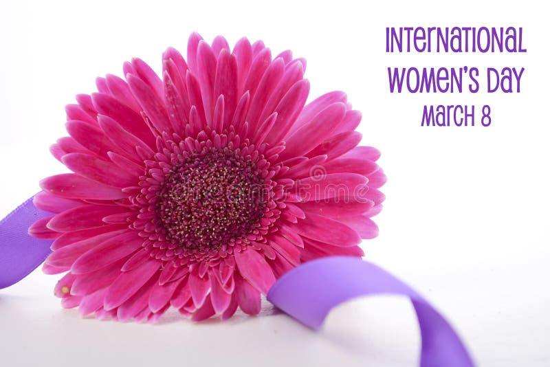 International Women`s Day pink gerbera with symbolic purple ribbon