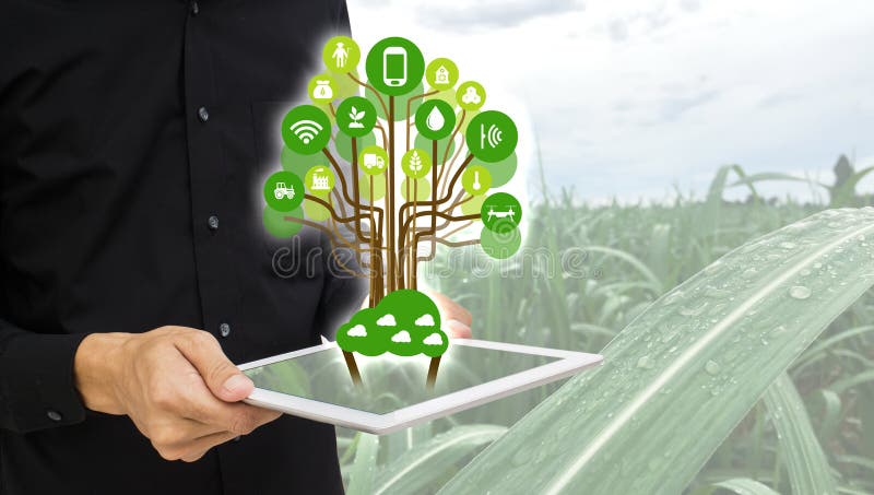 Internet of thingsagriculture concept. Icon of smart farming,the man hold the taplet with smart farm concept on sugarcane field b royalty free stock photography