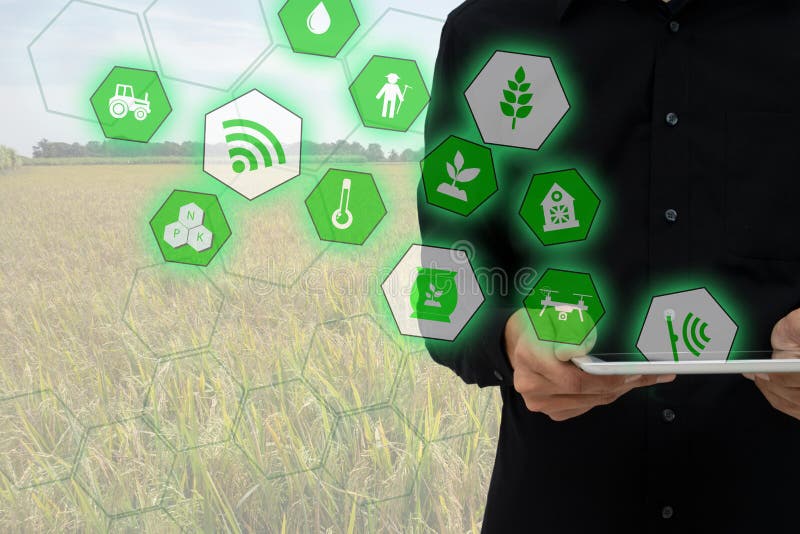 Internet of thingsagriculture concept,smart farming,industrial agriculture. Farmer hold the tablet and to use augmented reality t royalty free stock image