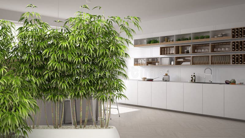 Interno con la pianta di bambù conservata in vaso, concetto naturale di interior design, cucina bianca contemporanea, architettur immagini stock libere da diritti Interno con la pianta di bambù conservata in vaso, concetto naturale di interior design, cucina bianca contemporanea, architettur immagini stock libere da diritti