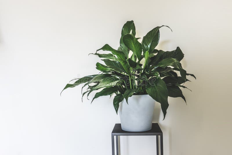 Clean interior with stand and peace lily plant on empty white wall background for text. Clean interior with stand and peace lily plant on empty white wall background for text.