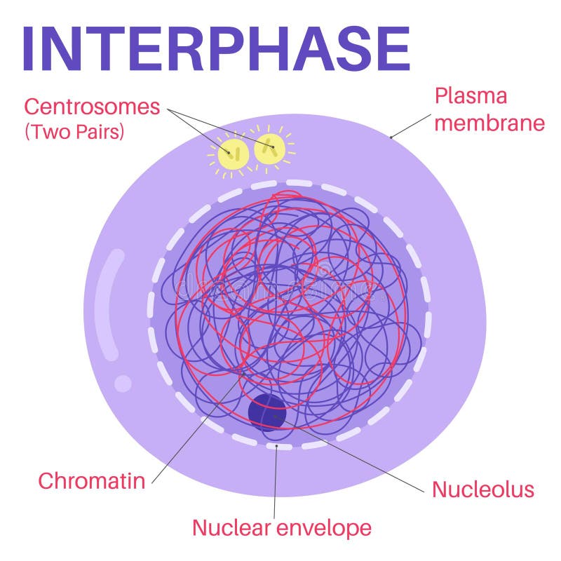 Interphase Biology Diagrams