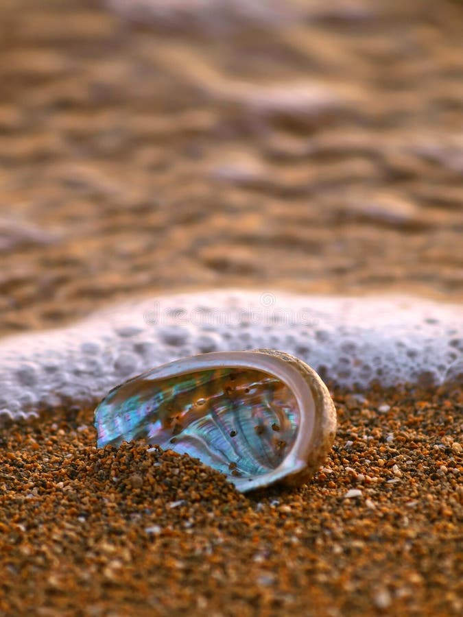 An abalone( Peter ear) shell buried in the sandy beach in sunset, and Adriatic sea spray. Photographed using a long exposure. An abalone( Peter ear) shell buried in the sandy beach in sunset, and Adriatic sea spray. Photographed using a long exposure.