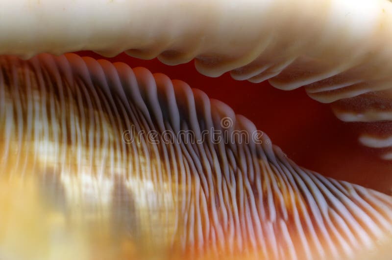 Detail of a shell. Detail of a shell