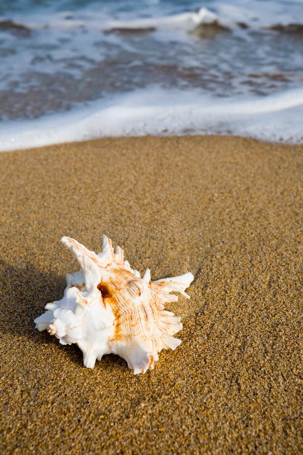 Shell on sea sandy coast. Shell on sea sandy coast.
