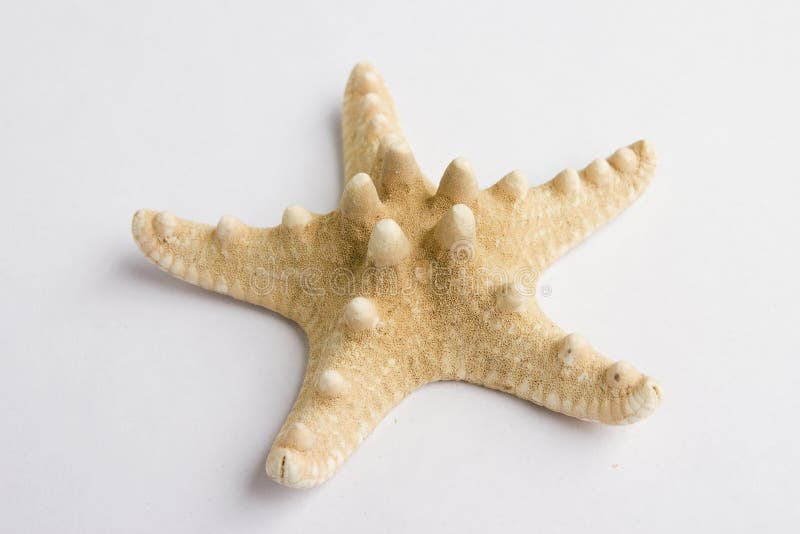 Coquillage photographie stock