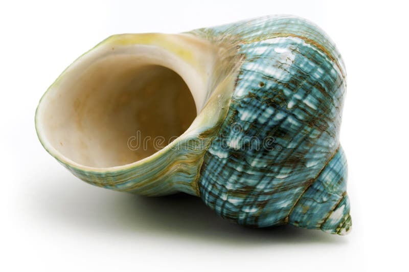 Blue sea shell on a white background. Blue sea shell on a white background