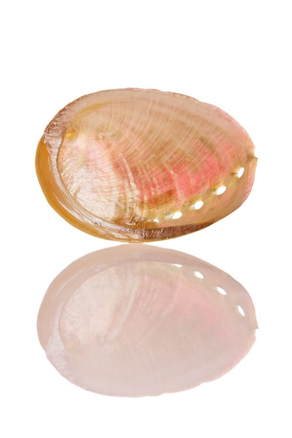 Abalone Shell isolated on white background. Abalone Shell isolated on white background