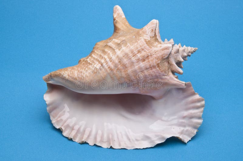 Conch Shell on Vibrant blue Background. Conch Shell on Vibrant blue Background