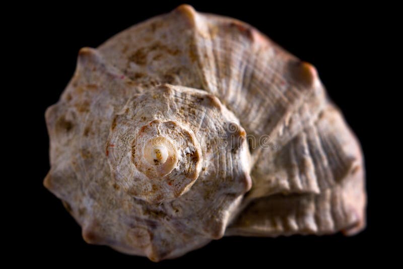 Conch shell close-up isolated on black background. Conch shell close-up isolated on black background
