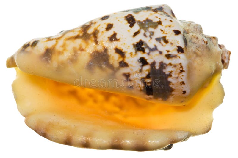 A small conch shell on an isolated white background. A small conch shell on an isolated white background.