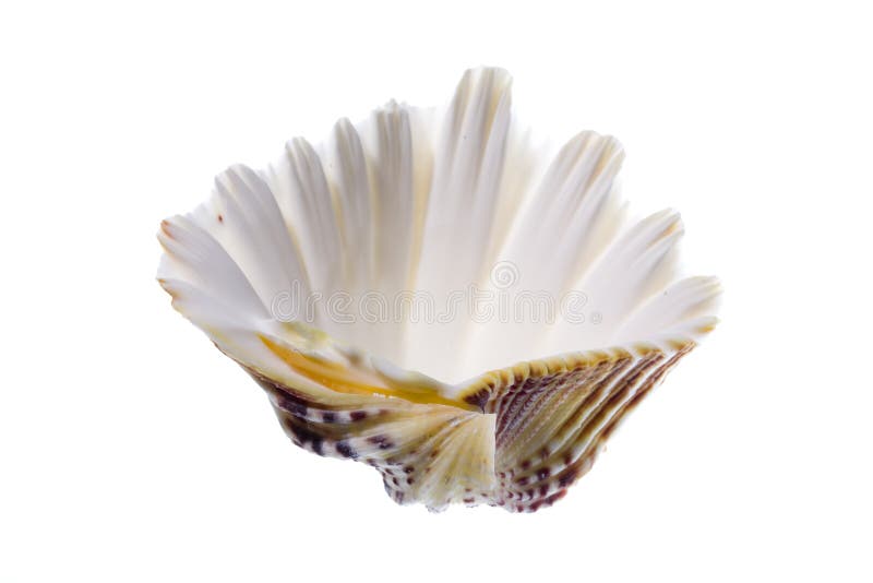Conch Shell on Isolated White Background. Conch Shell on Isolated White Background