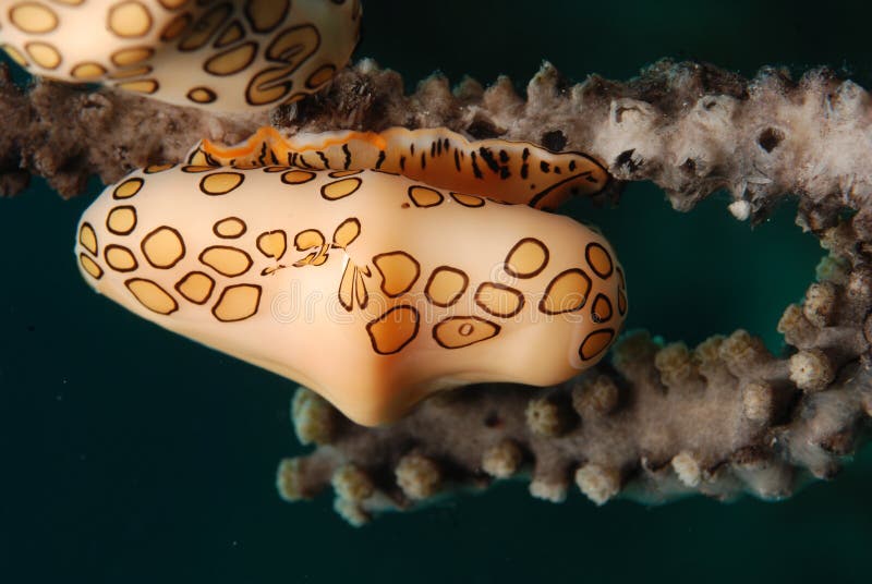 Cyphoma gibbosum, "Flamingo Tongue", cowrie shell, Bahamas. Cyphoma gibbosum, "Flamingo Tongue", cowrie shell, Bahamas