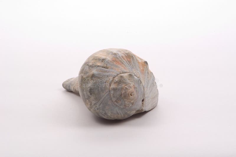 Interpréteur de commandes interactif de mer photo stock Interpréteur de commandes interactif de mer photo stock