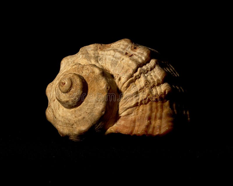 Big sea shell. Big sea shell