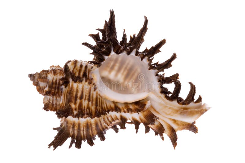 Isolated macro image of a sea shell. Isolated macro image of a sea shell.