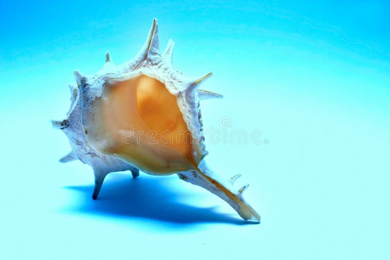 Download Interpréteur De Commandes Interactif De Mer Photo stock - Image du marin, sensible: 58774