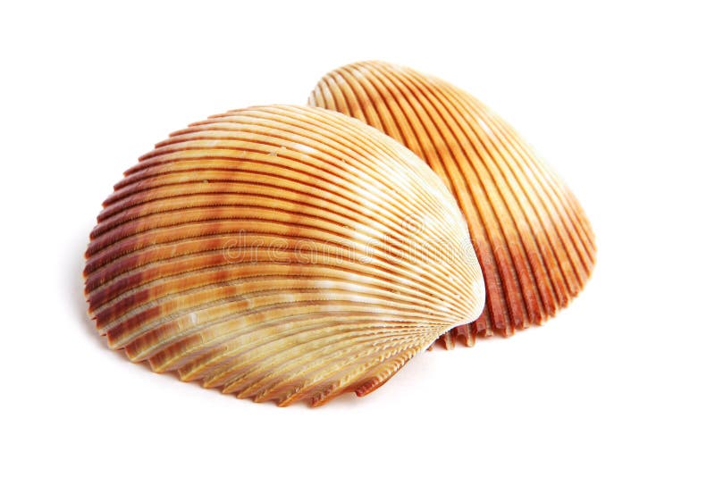 Sea shell isolated on white background. Sea shell isolated on white background