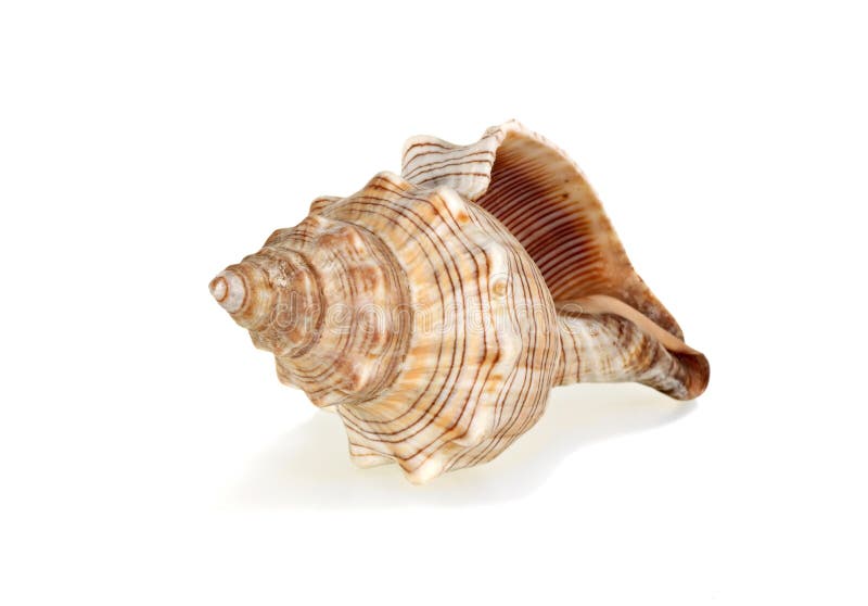 One sea shell on a white background. One sea shell on a white background