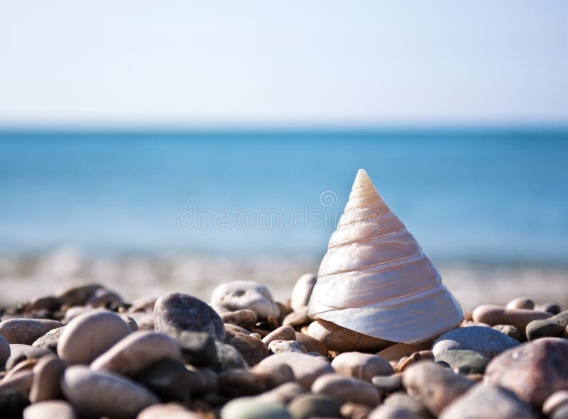 Sea shell with sea and blue sky on background. Sea shell with sea and blue sky on background