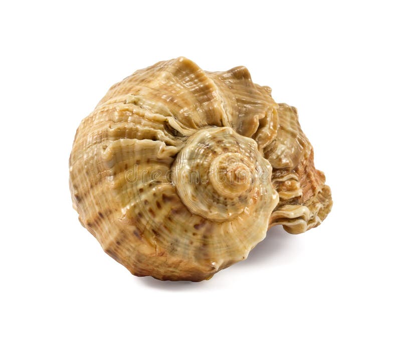 Sea shell isolated on white. Sea shell isolated on white.