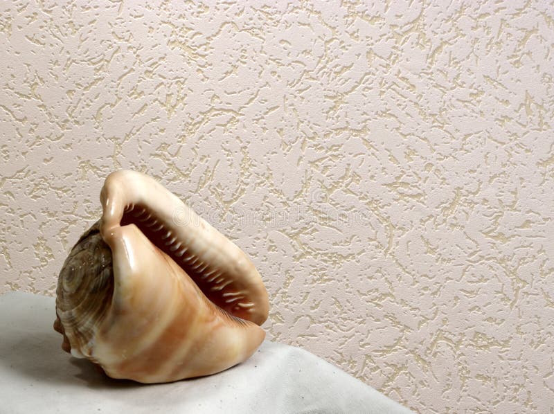 Shell against the backdrop of wallpaper. Shell against the backdrop of wallpaper