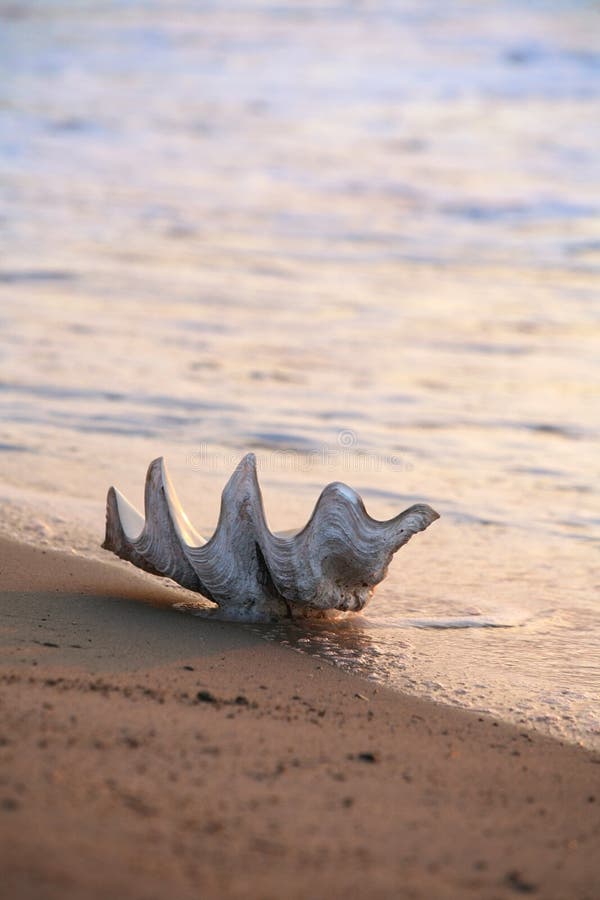 Shell on the beach at sunset. Shallow DOF. Shell on the beach at sunset. Shallow DOF.