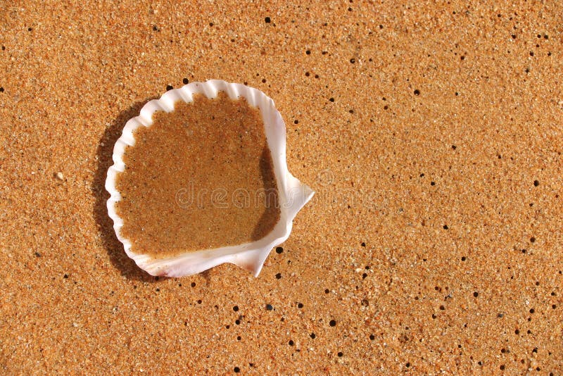 A classic 'Shell' shell turned over on orange beach sand. A classic 'Shell' shell turned over on orange beach sand.