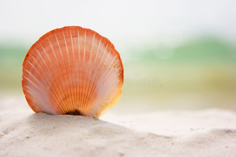 Round shell lying on the sand beach. Round shell lying on the sand beach