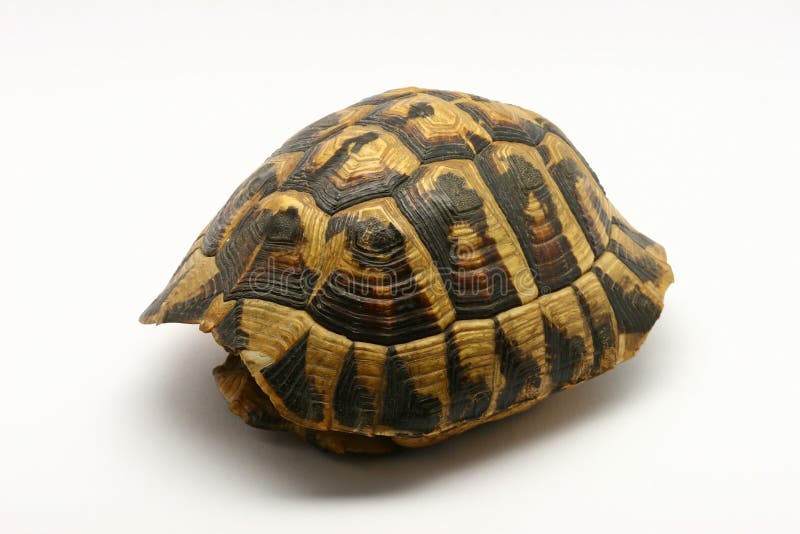 Interpréteur de commandes interactif vide de tortue photos stock
