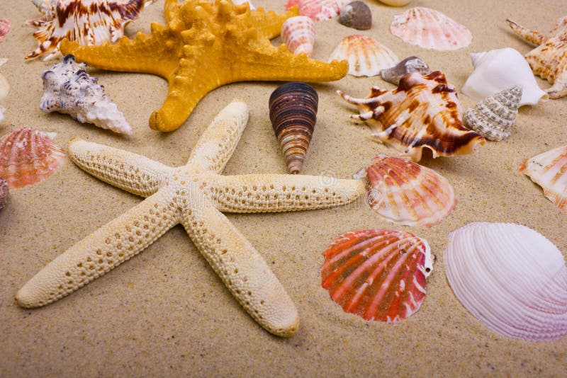 Sea shells on the sand. Sea shells on the sand
