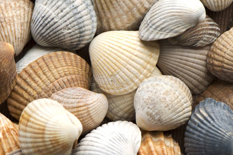 Close up of sea shells. Close up of sea shells