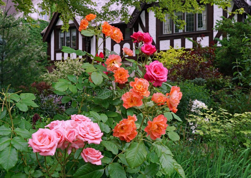 Rose Bushes Shrub Rose with Large Pink Flowers and Dark Green Leafs