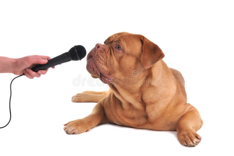 Interview mit einem Hund lizenzfreies stockbild Interview mit einem Hund lizenzfreies stockbild