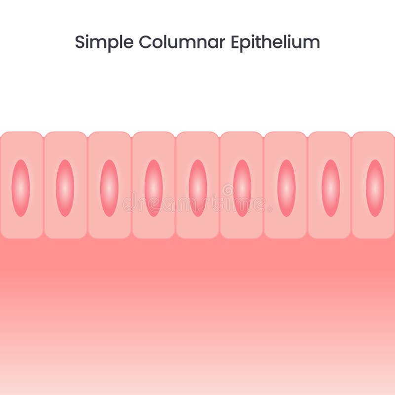 In Humans Simple Columnar Epithelium Lines Most Organs Of The