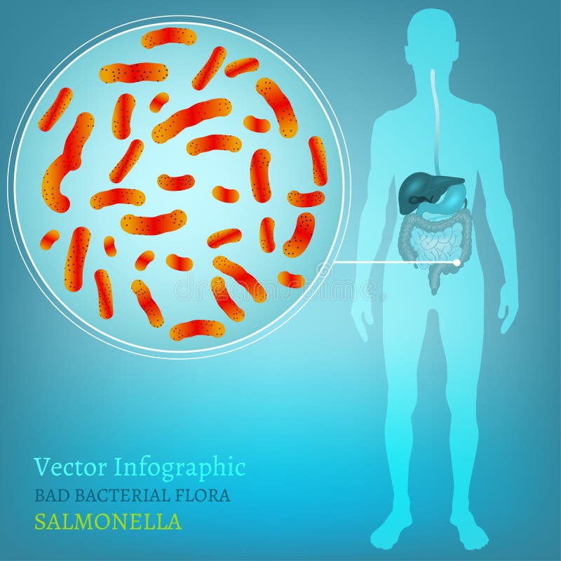 Hermoso ilustraciones de malo bacteriano en hombre interno autoridades.