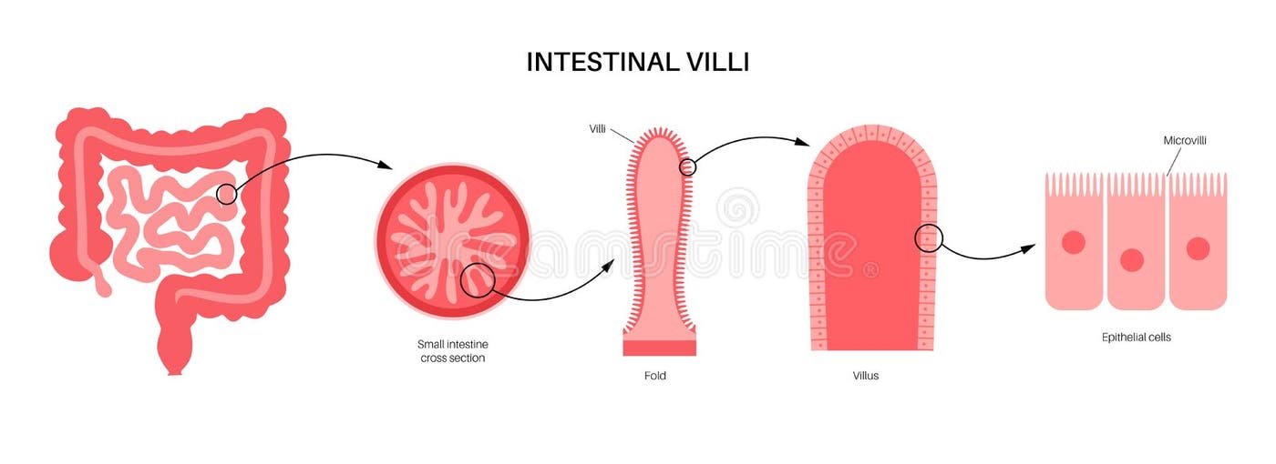 Intestinal Villi Cross Stock Illustrations 58 Intestinal Villi Cross Stock Illustrations sectional-view-intestinal-villi-revealing-network-blood-vessels-involved-in-transport-absorbed