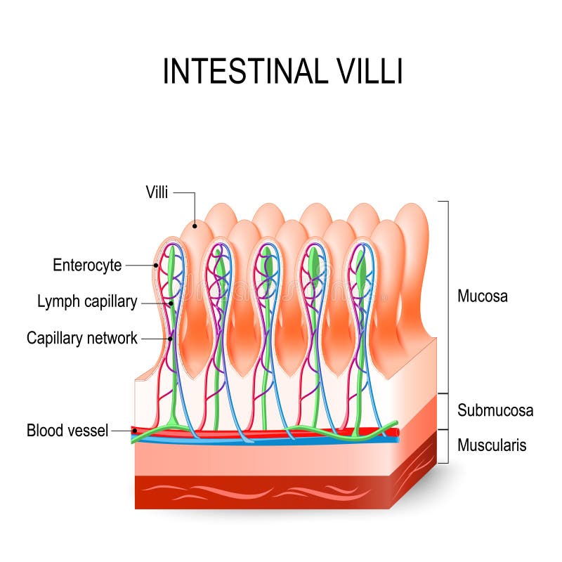 Intestinal Villi in the Small Intestine. Human Anatomy. Stock Vector