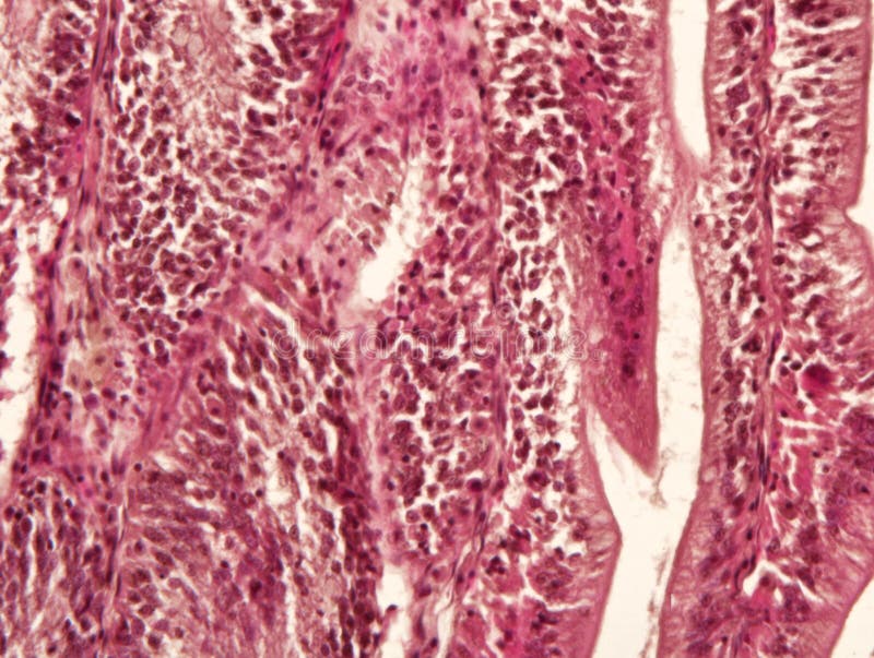 Intestine animal tissue stock photo. Image of digestive - 89484882 Intestine animal tissue stock photo. Image of digestive - 89484882