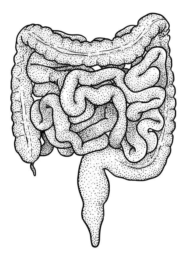 Human Anatomy Large Intestine. Vector Black Vintage Engraving ...