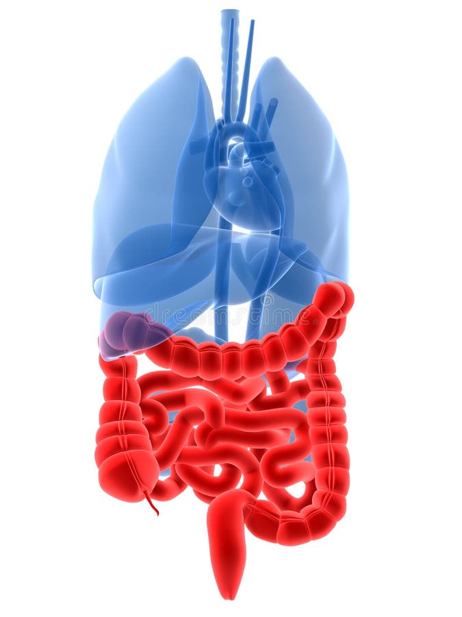 Tridimensional fusionado ilustraciones de hombre autoridades intestinos.