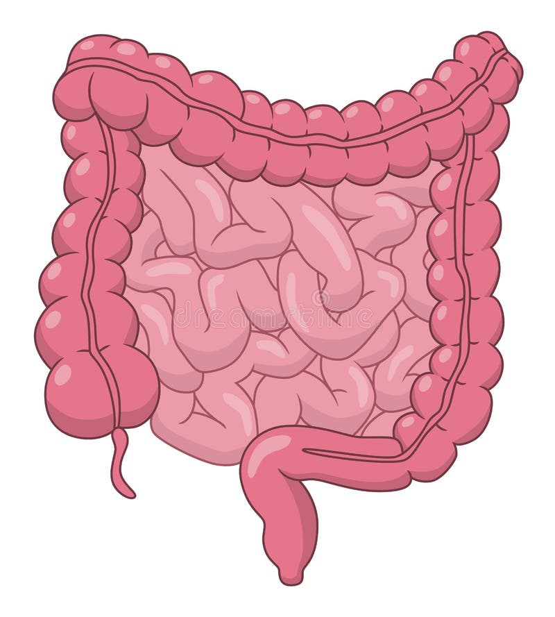 Large Intestine Cartoon Image