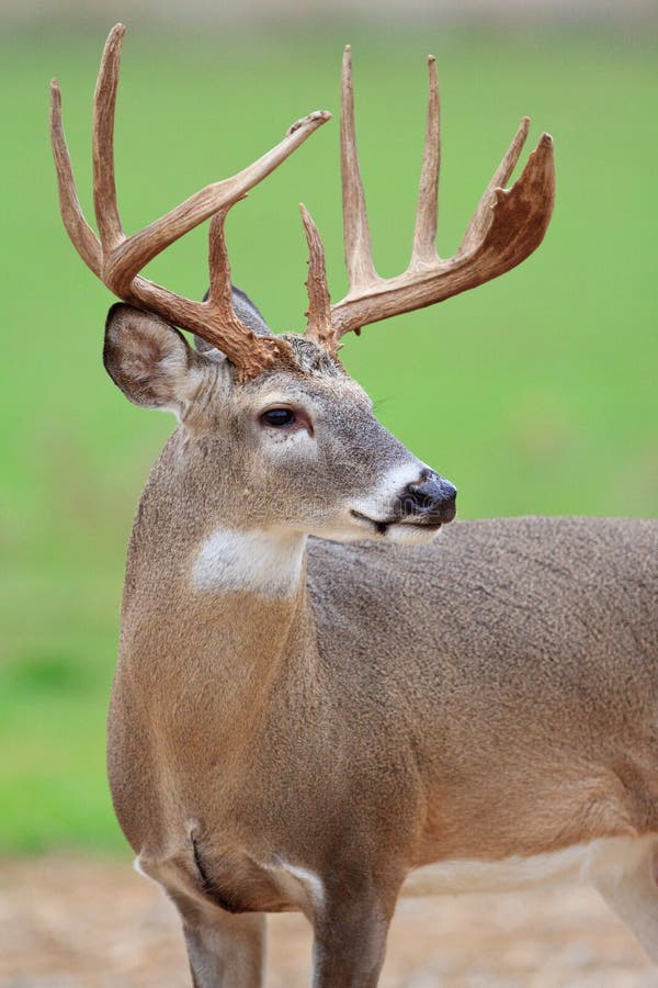 Intimate portrait of whitetail buck stock images