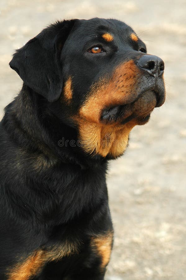 Intrepid Rottweiler,Head Up