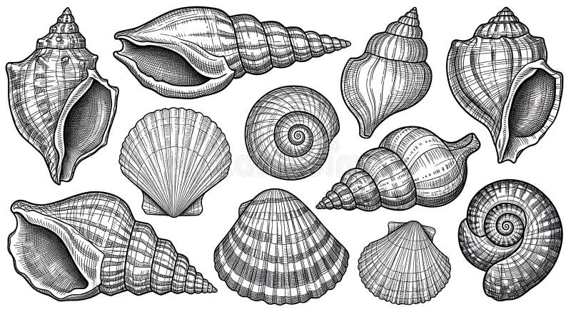 Intricate black and white illustration of various seashells, showcasing different stock illustration