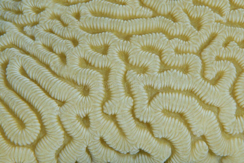 The intricate pattern of a brain-coral.