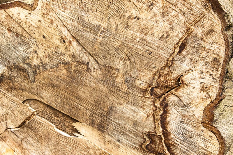 Intricate patterns in a felled tree stock image Intricate patterns in a felled tree stock image